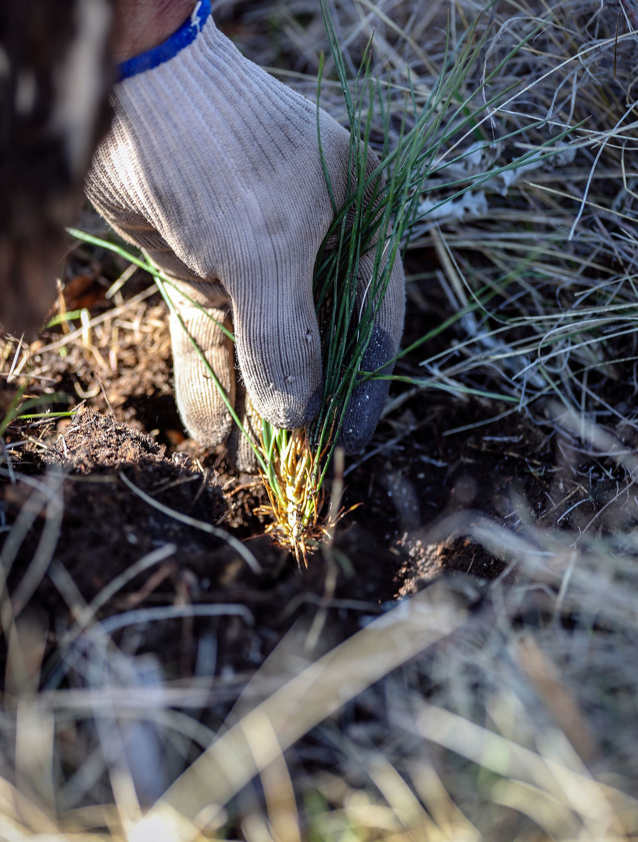 Jasper Fire Tree Planting